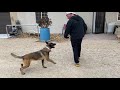 Training a Belgian Malinois.  3rd day with 8 month old ‘Cyber’