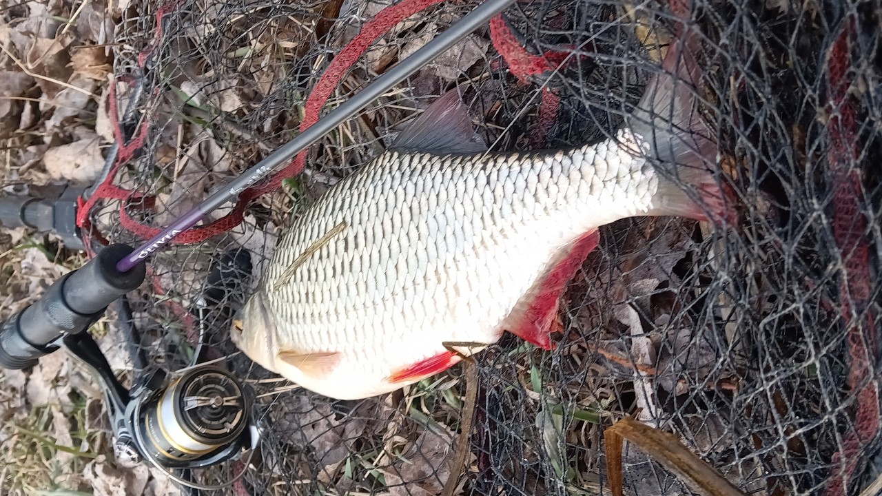 PARÁDÉS PECA ! méghogy NINCS itt hal-ÜDV észosztók... -ZÁMOLY x horgászat Kirillel 03.09 redkrill.hu