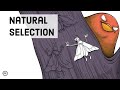 Natural Selection: Survival of The Fittest