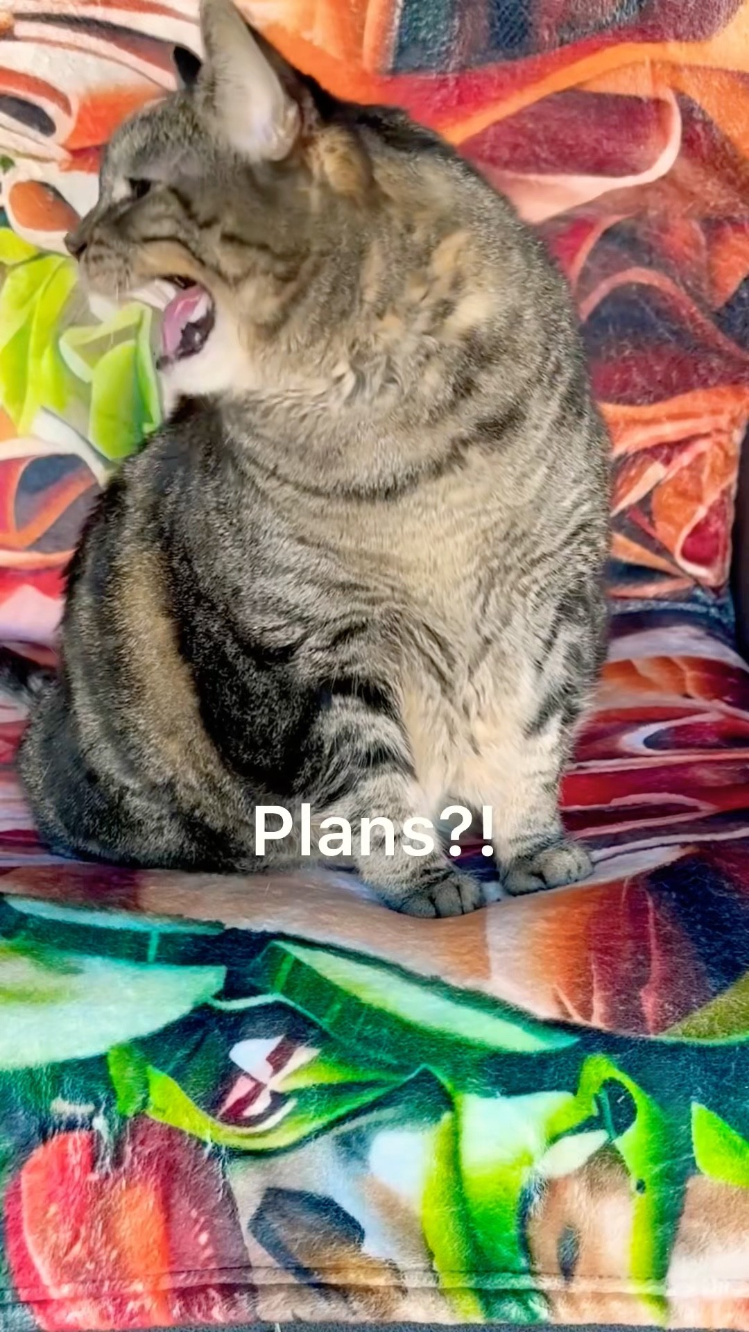 Penny is never satisfied! It needs to be a magic ham blanket! #talkingcat