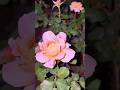 Moonlit Rose Garden - Dark night, Perfect blooms#roses#mybackyardgarden#garden#flowers#happyness