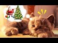 Play Fun Pet Kitten Care Game - Little Kitten Preschool - Kitten Cat Animation Games For kids