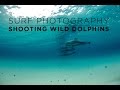 Underwater Photography Wild Dolphins