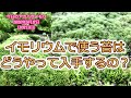 イモリウムの苔の入手について：イモリウムとイモリの飼育方法2020年5月12日