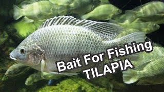 Bait For Fishing Tilapia - (Asian Style) 