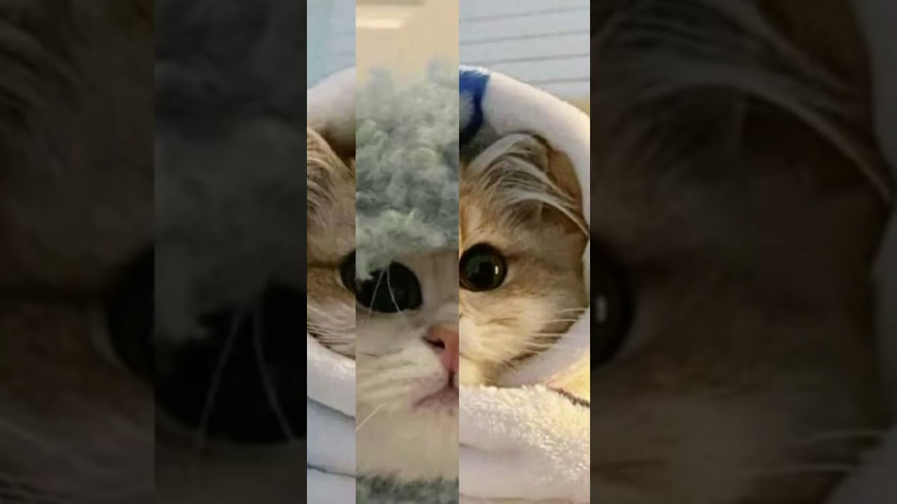 jangan lupa like ya dama si omut 