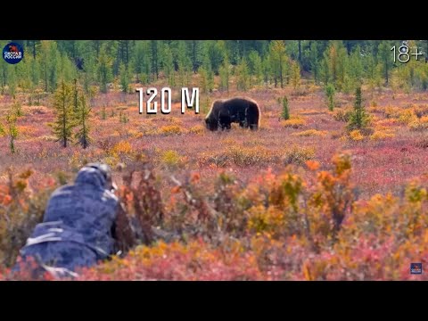 Видео: 50 УДАЧНЫХ ВЫСТРЕЛОВ. Медведи, кабаны, лоси, олени,  косуля, козероги.