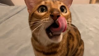 September 22 birthdays and shoutouts😸😺🎉 #meow by Henry the Bengal 6,136 views 1 year ago 1 minute, 46 seconds