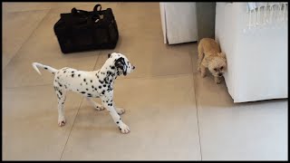DALMATIAN PUPPY MEETS ANOTHER DOG FOR THE FIRST TIME