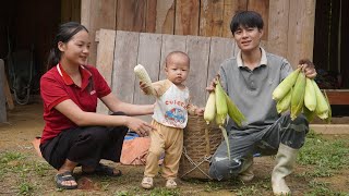 Excited to harvest corn on new land - enjoy young corn and reclaim new gardens