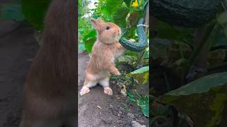 Cute bunnies 🐰♥️ #bunny #animals  #love #funnyvideo #shorts #кролики