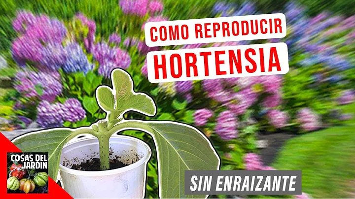 COMO REPRODUCIR HORTENSIAS POR ESQUEJE - FACIL - EL MEJOR METODO