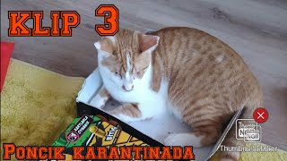 Klip 3 Poncik Karantinada