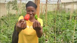 Rwanda Farm For Sale 🍓🍆🍏 @africainvestmentguide