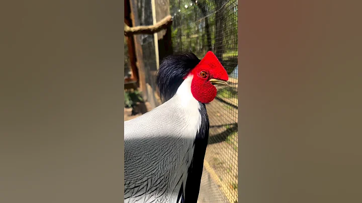 Silver pheasant ❤️#shorts #birds #youtubeshorts
