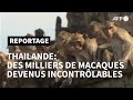 En thalande la ville des singes tente de reprendre le contrle sur ses macaques  afp