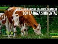 Ventajas de Iniciar una Finca Ganadera con la Raza Simmental - TvAgro por Juan Gonzalo Angel