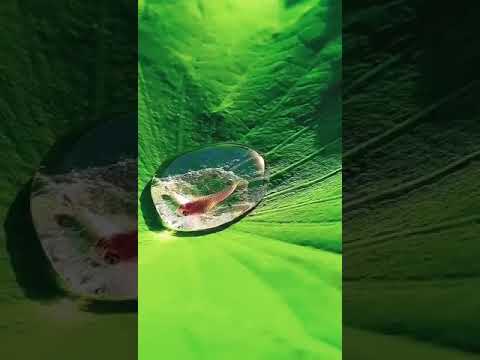 سمكة في داخل قطرة ماء على ورقة لوتس