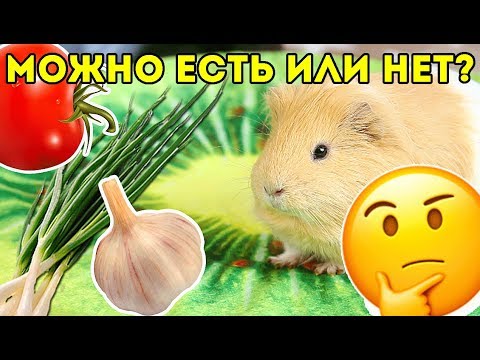 РЕАКЦИЯ Морской Свинки НА ЧЕСНОК, ОГУРЦЫ, ЗЕЛЕНЬ. Что МОЖНО и Что НЕЛЬЗЯ Есть Свинкам?