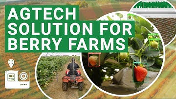 Agritech for berry farms - how GreenView helps berry growers forecast and manage their crop