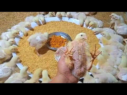 افضل اهم خلطة تسمين لعمر 10ايام لرفع الوزن يوصل ف عمر 15يوم 700جرام للحم وعلاج النهجان المستمر