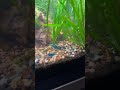 #aquariumshrimp #tropicalfishtank #freshwaterfishtank #freshwatershrimp #fish #fishkeeping #fishtank