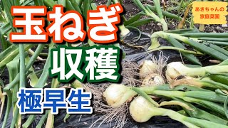 玉ねぎの収穫【新玉ねぎ】【極早生】【とう立ち】【家庭菜園】