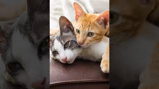 cat friends hugging each other #cat #kitten #cute #talkingtome #kucing