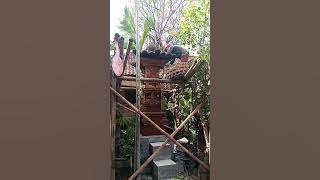 Proses pengerjaan atap ijuk#shortvideo #shorts #asihterrazzochannel#youtubeshorts