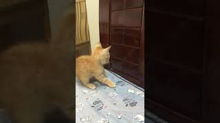 Meow