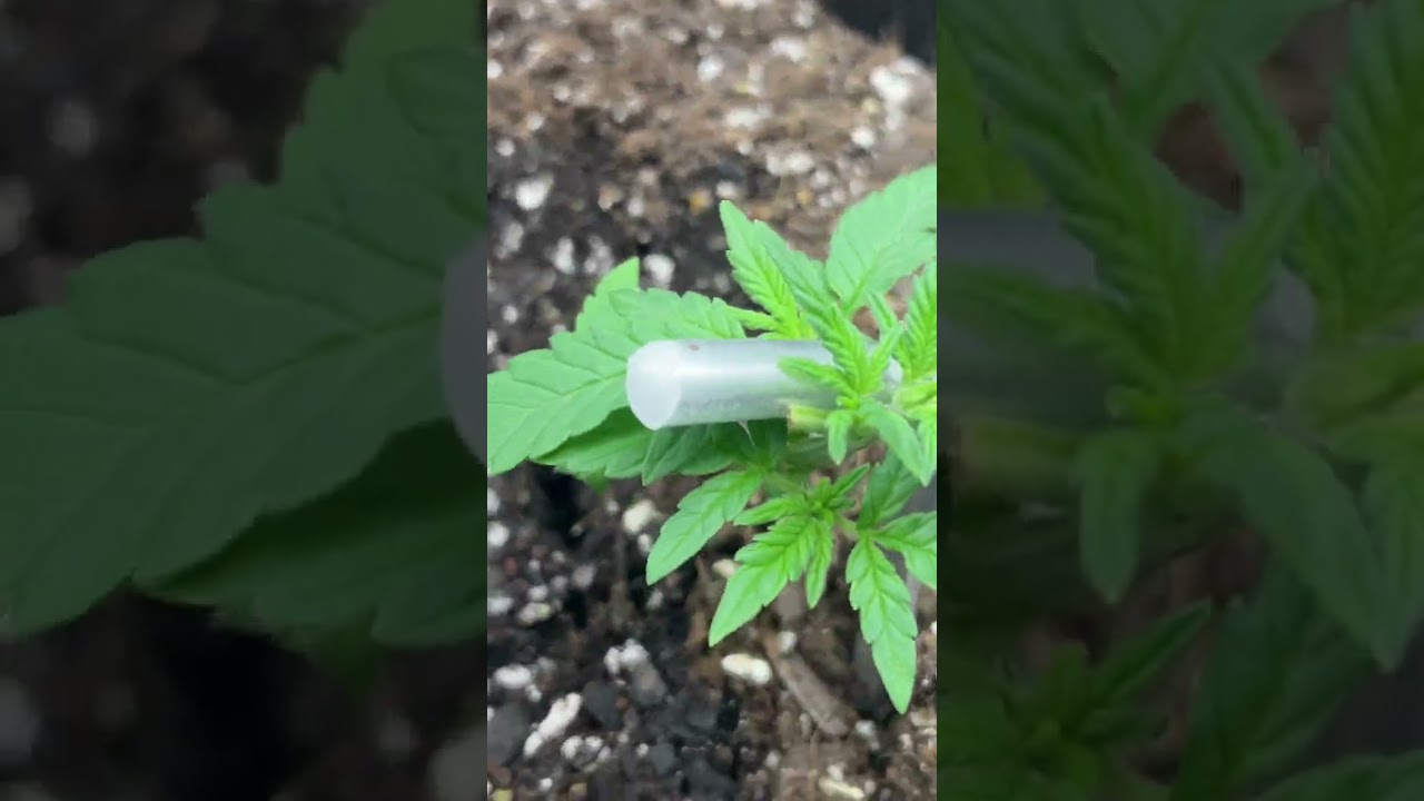 Fast buds Gorilla cookies auto vs Rqs OG kush X Tysons 2.0 Punch Pie (week 2)