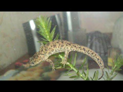 Тритон. Тритон испанский заболел. одиннадцатая часть. Triton. Newt fell ill. Part eleven.