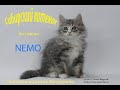 Питомник  Звезда маскарада представляет - Сибирский котенок по имени NEMO