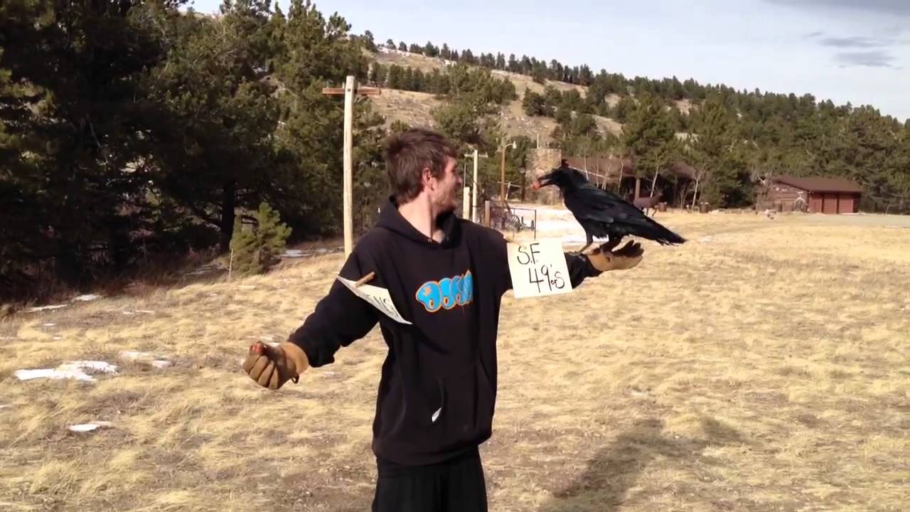 Wild raven picks Super Bowl winner