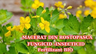 Macerate from Rostopasca - insecticide, fungicide, BIO fertilizer: Method of preparation