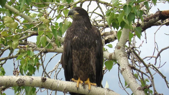 Bald Eagle Nests in the Bitterroot Valley of Montana