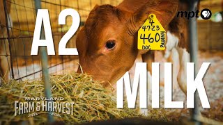 What Makes A2 Milk Unique?  Uncover the Secrets of One Heritage Livestock Farm