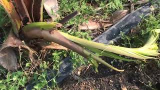 Repair broken coconut tree - fix and cure coco tree success