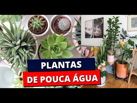 Vídeo: Quão pouco é pouca água - como é uma planta sub-regada