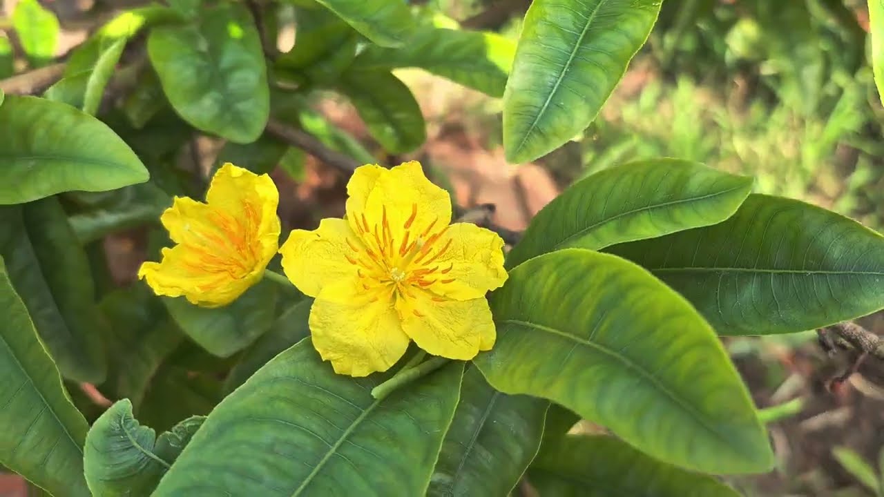 Cây này lôc fun đö đê đep gia 8triêu bao sip lh 0976241776 zl 0329368220