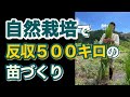 【新規就農】自然栽培で反収500キロ？乾田苗代作りについて解説します。