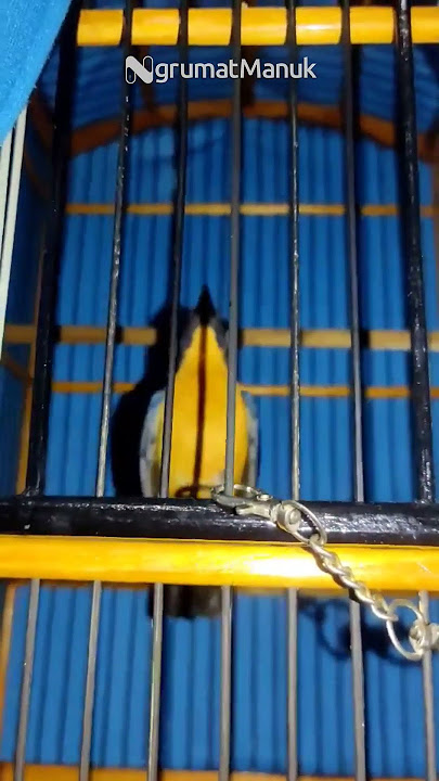 Tledekan Sulingan Gunung Merapi Gacor - NgrumatManuk