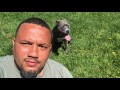 18-Month Old Pit Bull, Zeeva! Pit Bull Dog Training | Pit Bull Off Leash K9 Training 18-Month Old Pit Bull, Zeeva! Pit Bull Dog Training | Pit Bull Off Leash K9 Training