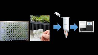 Marker Assisted Selection using AmpSeq  (Amplicon Sequecning) data