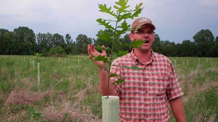 Rapid Mast System in Action- Results from One Growing Season