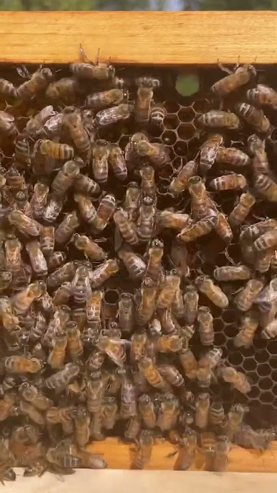 Can You Find The Queen Bee? (Expert Level)