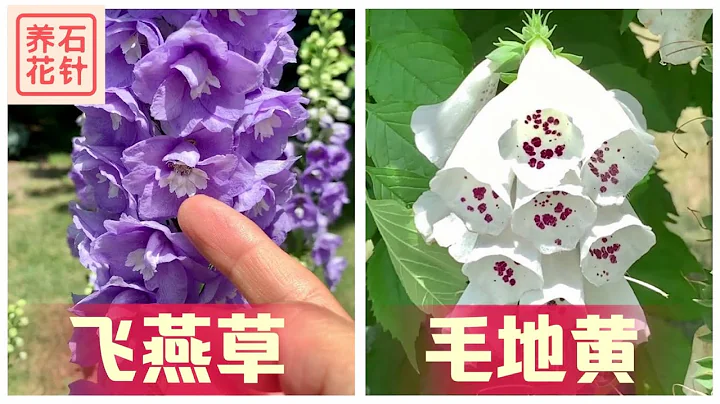 两种竖直开花的多年生庭院植物 - 飞燕草 Delphinium，狐狸手套 Foxglove - 天天要闻