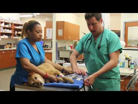 Video: How To Measure Blood Pressure In A Dog