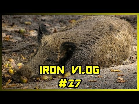Dzika depopulacja dzika - Iron Vlog #27