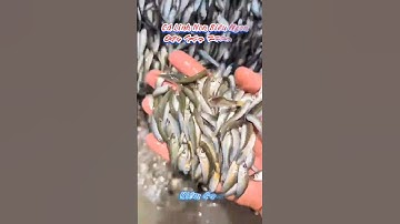 #Shorts / Cá linh non siêu ngon đầu mùa nước nổi 2025 miền tây sông nước #KiềmRapper